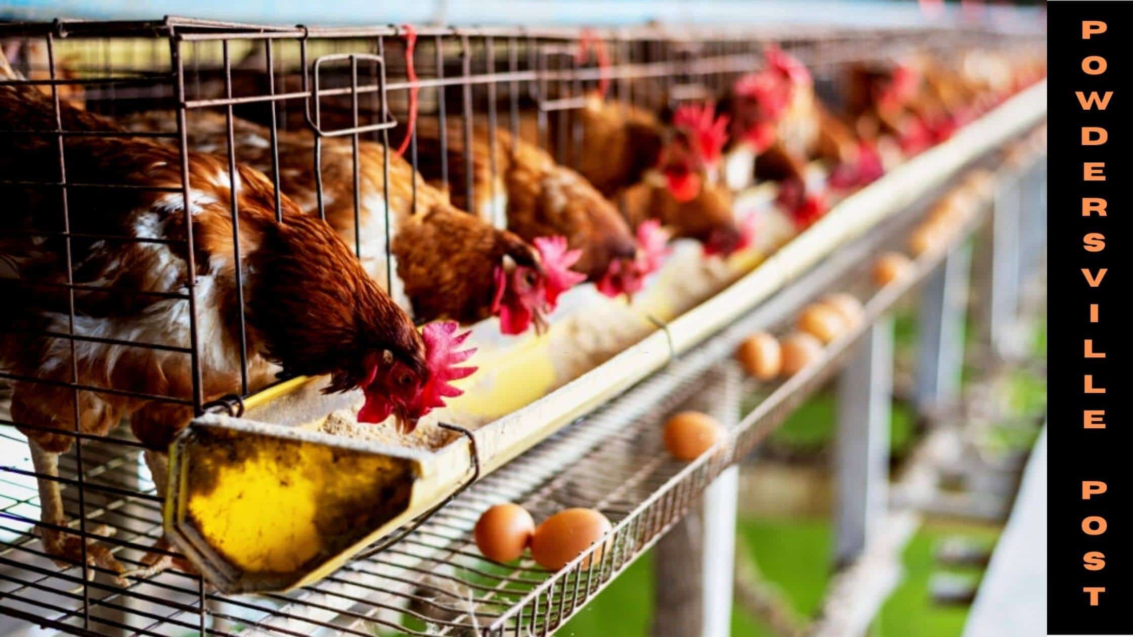 Bird Flu Is Spreading Rapidly Across The Country, Warn Poultry Producers