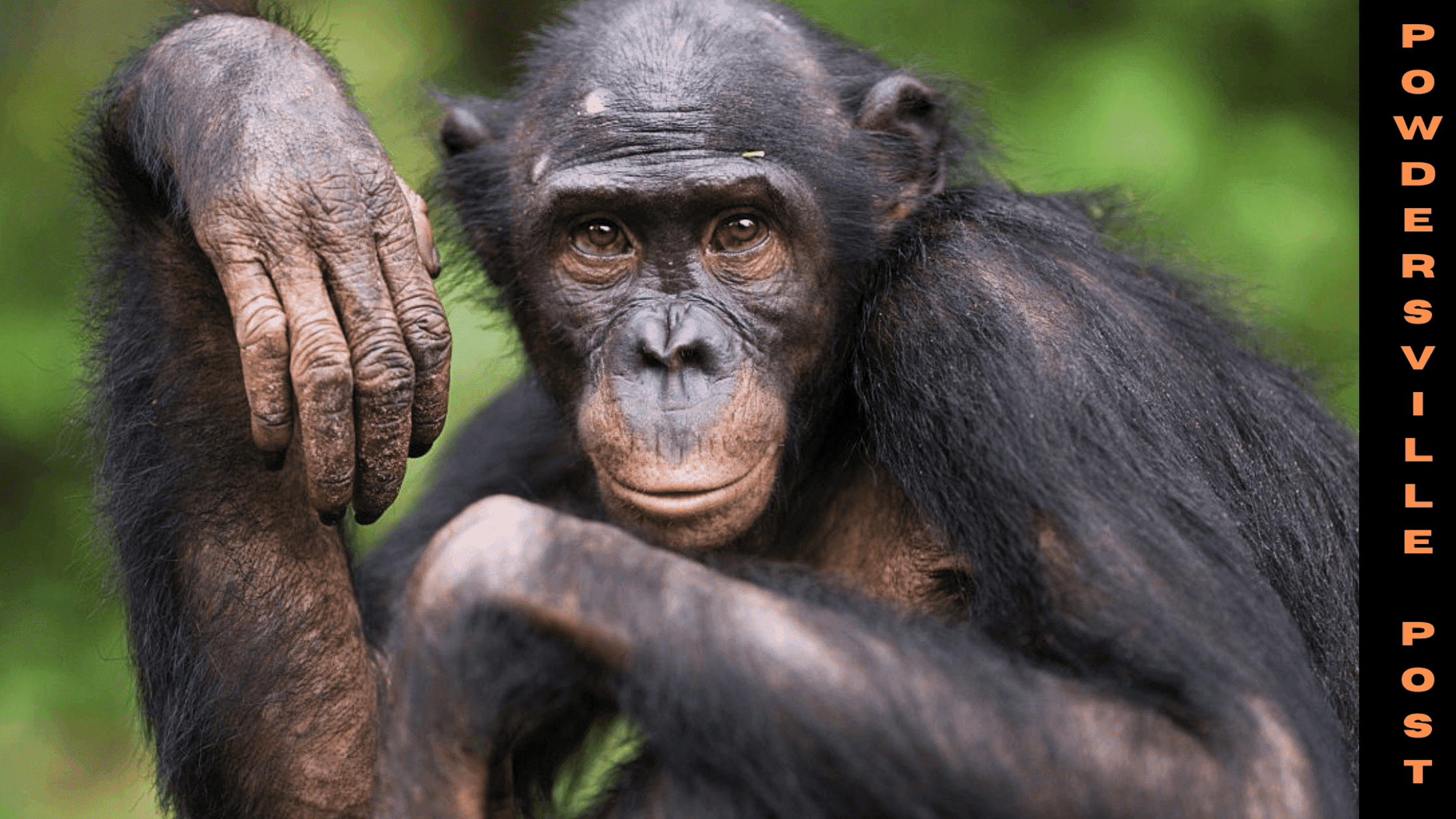 Chimpanzees Applied Insects On Researchers Wounds!