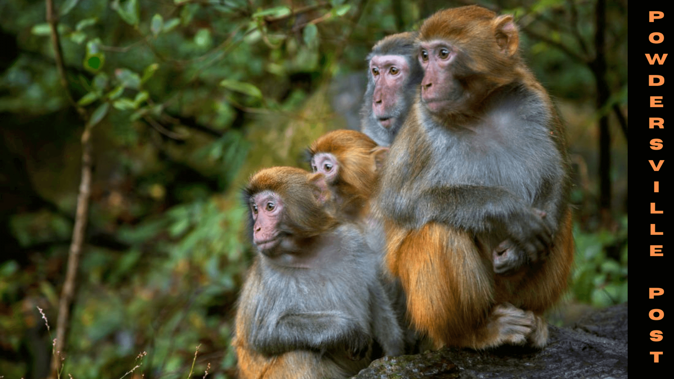 Everything To Know About The Sufferance Of The Monkeys
