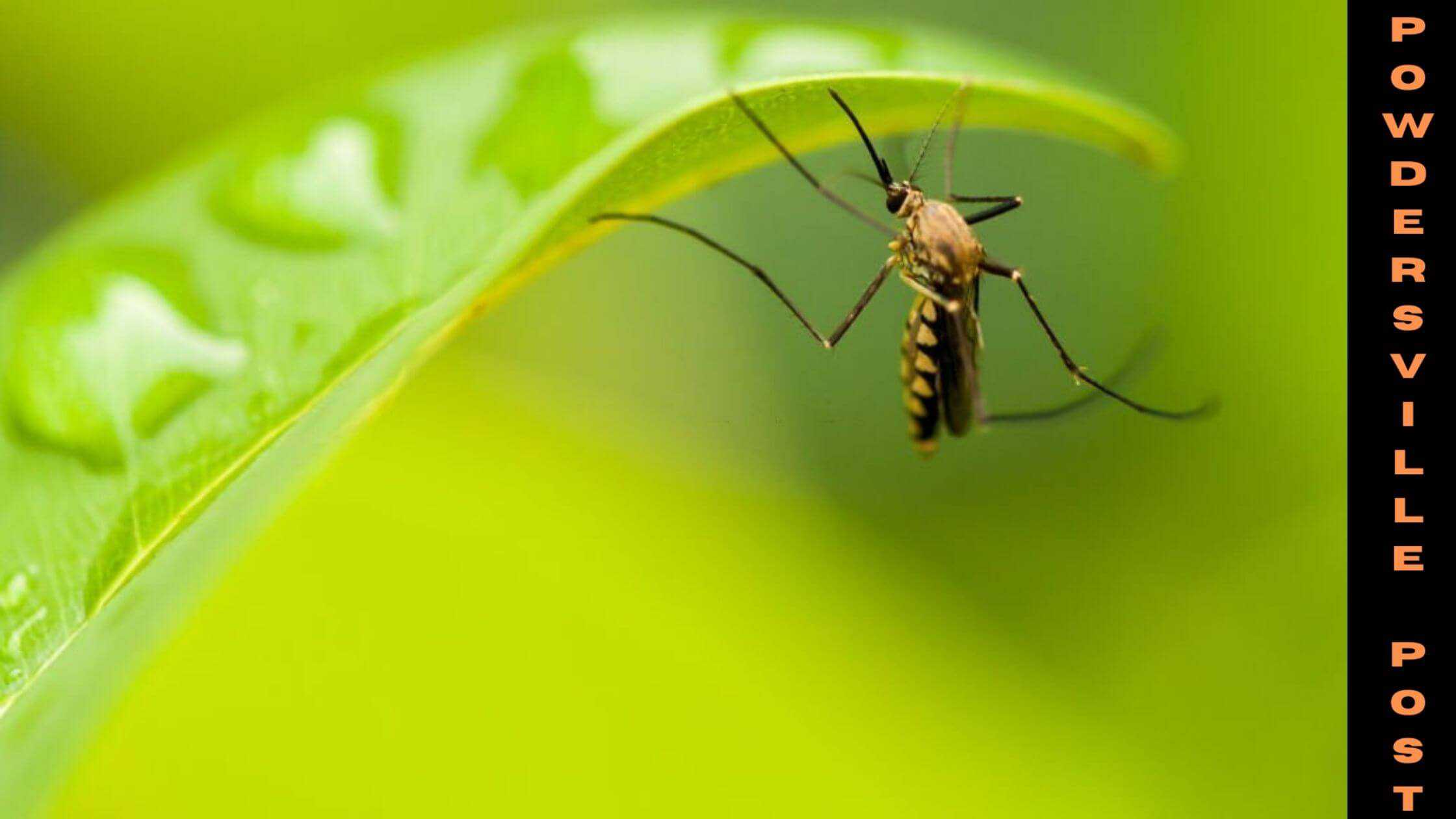 Mosquito Vision Could Help In Hiding From Disease Vectors!