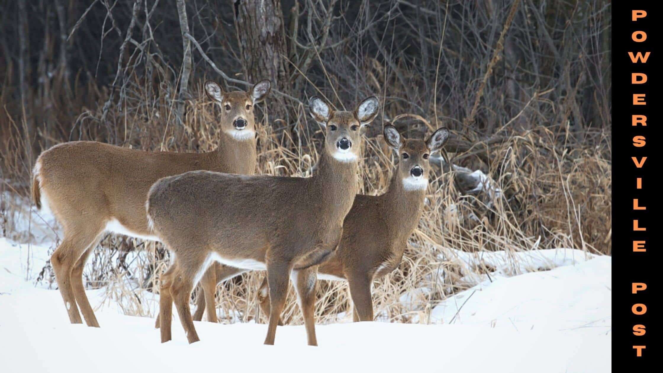 Omicron Infections Found Among White-Tailed Deer In Staten Island