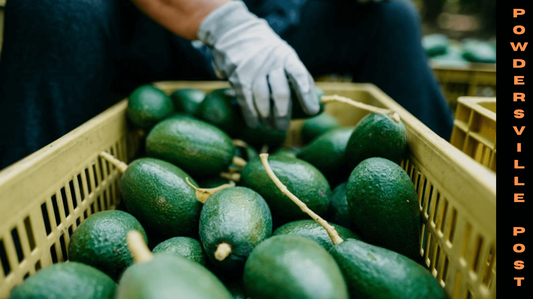 The Forbidding Adjournment Of Avocado Import From Mexico To The US