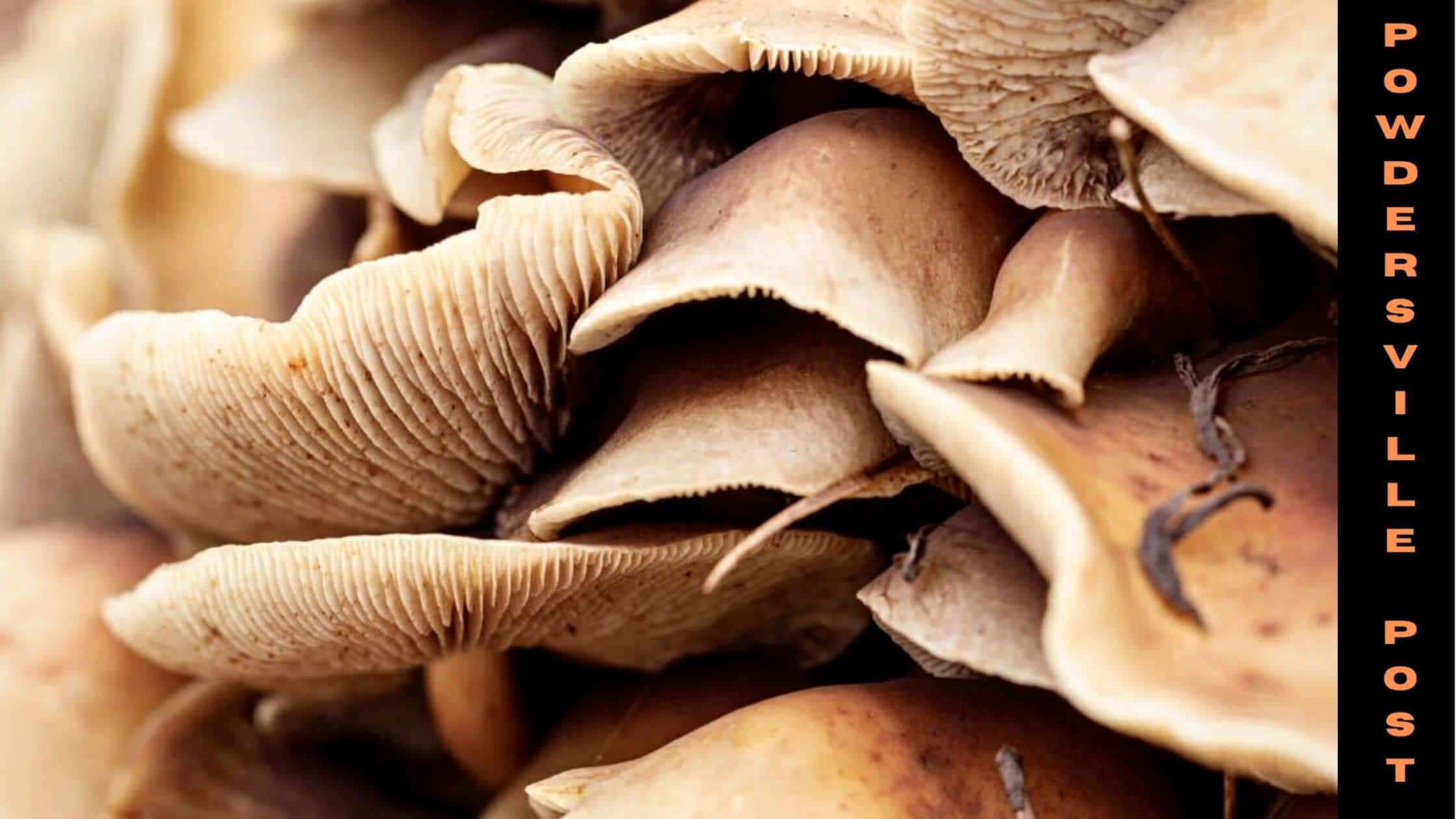 The Use Of Psilocybin In Treatment Can Cure Depression