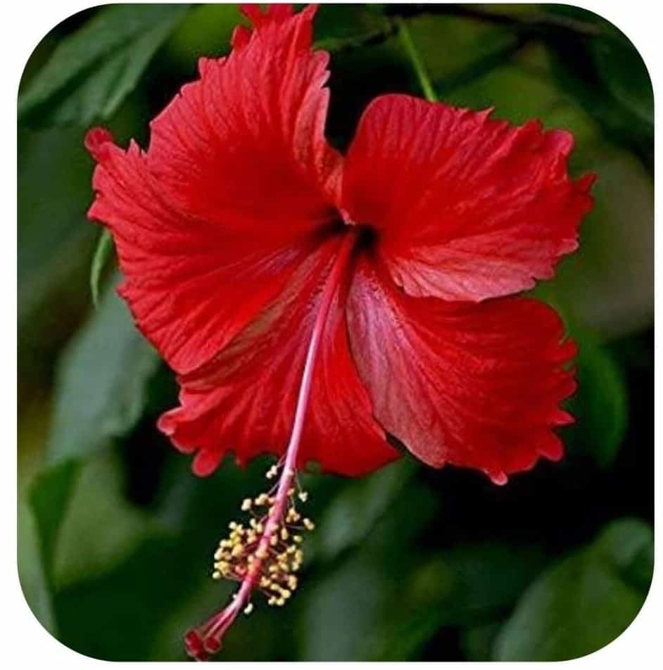 Trichofol Ingredient Hibiscus