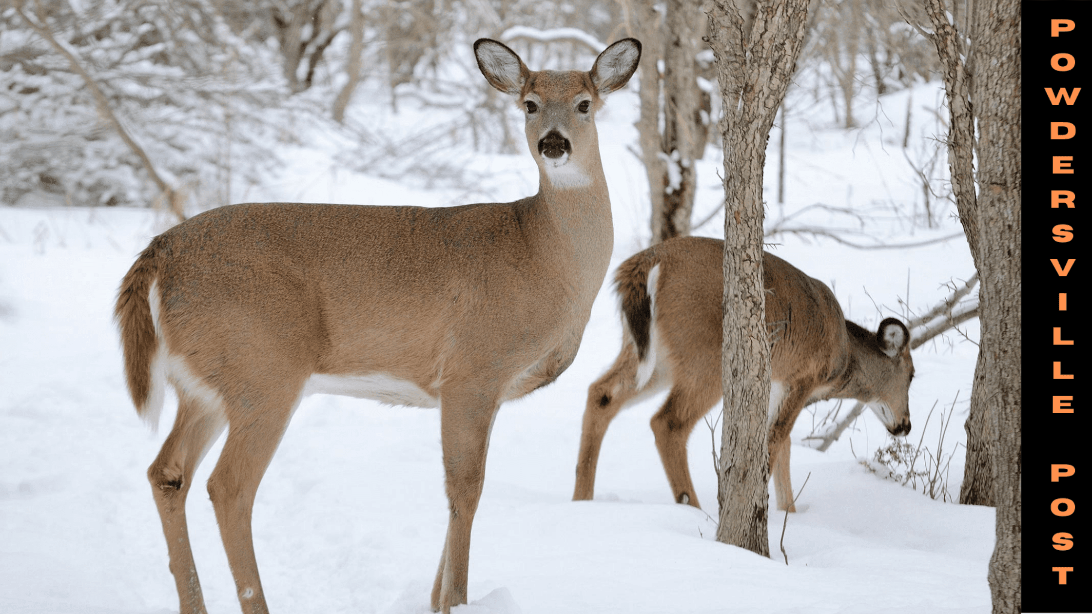 A New Coronavirus Variant Found In Deer Was Passed On To A Human