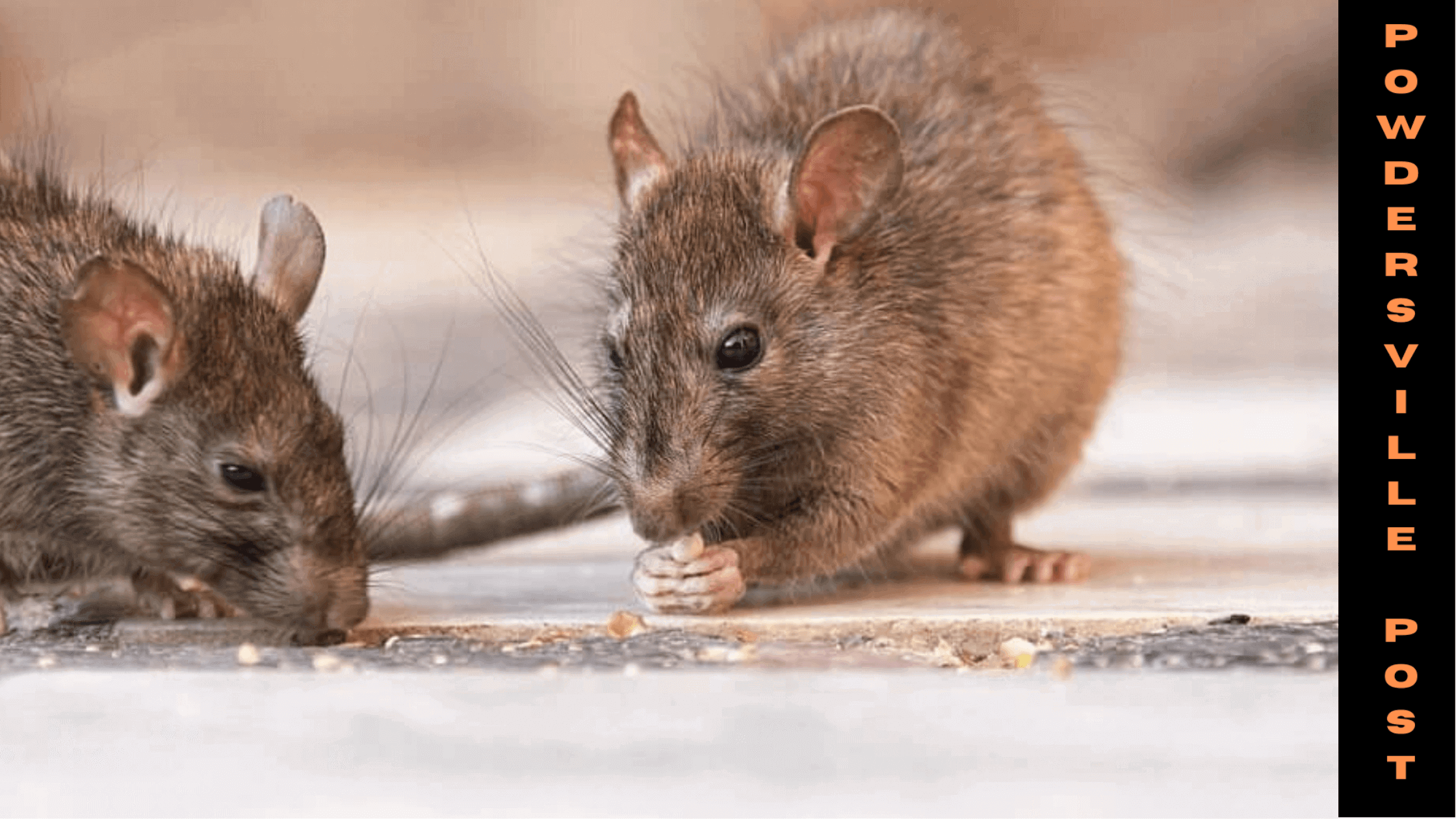 Bad Rat Problem Caused Two Patients Of Hantavirus In Washington