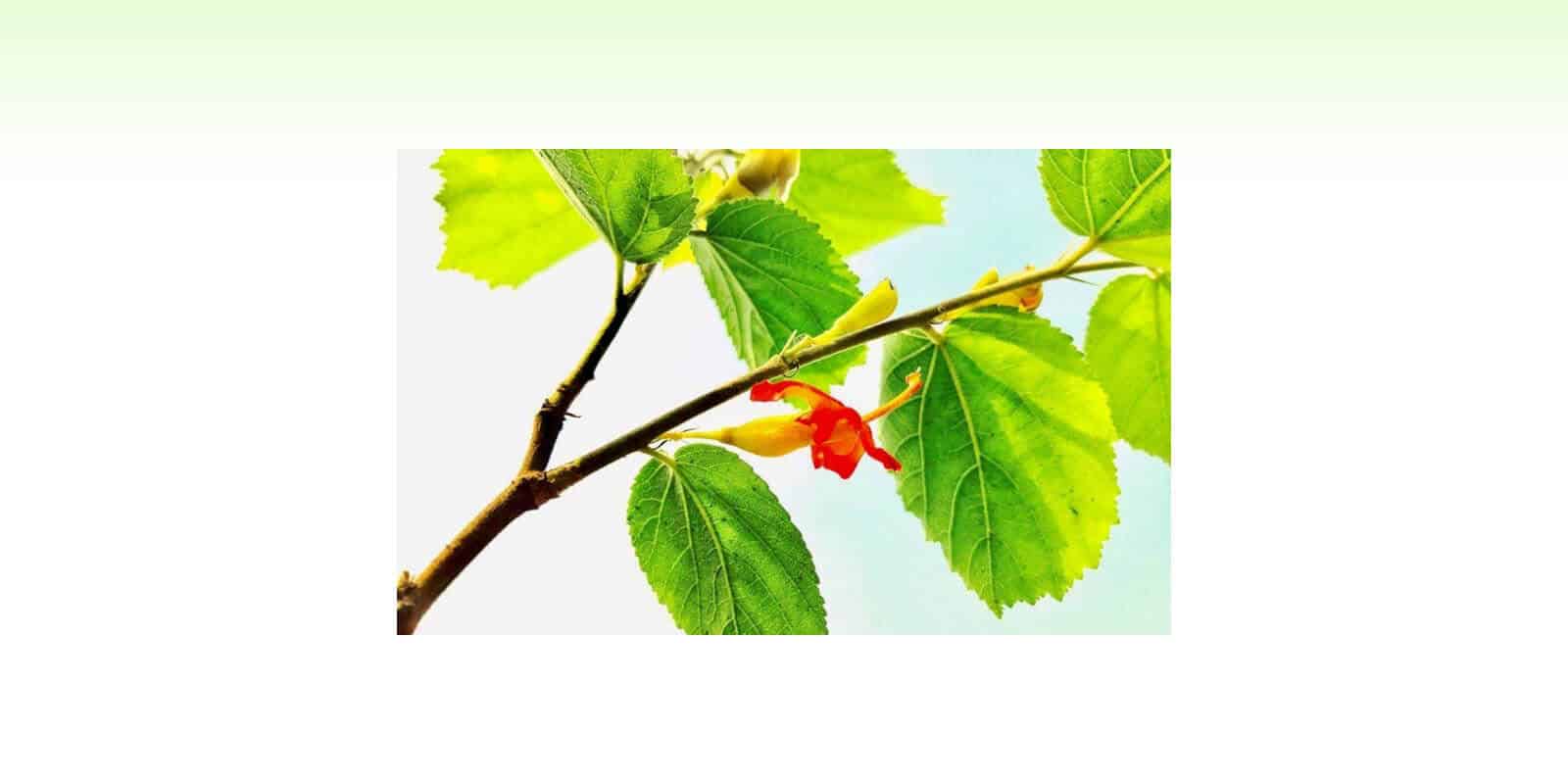 Glucotrust Ingredient-Gymnema Sylvestre