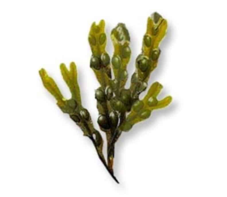 Hormonal Harmony HB5 Ingredient Bladderwrack