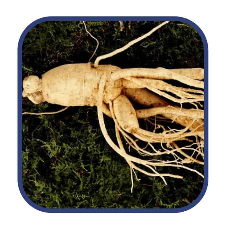 Morning Fat Melter Ingredient Ginseng Root Extract
