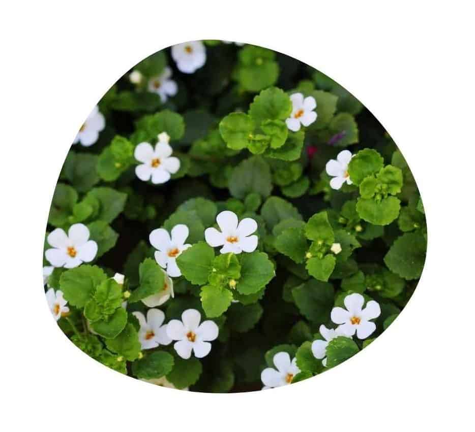 ReVision Ingredient Bacopa Aerial Part Extract