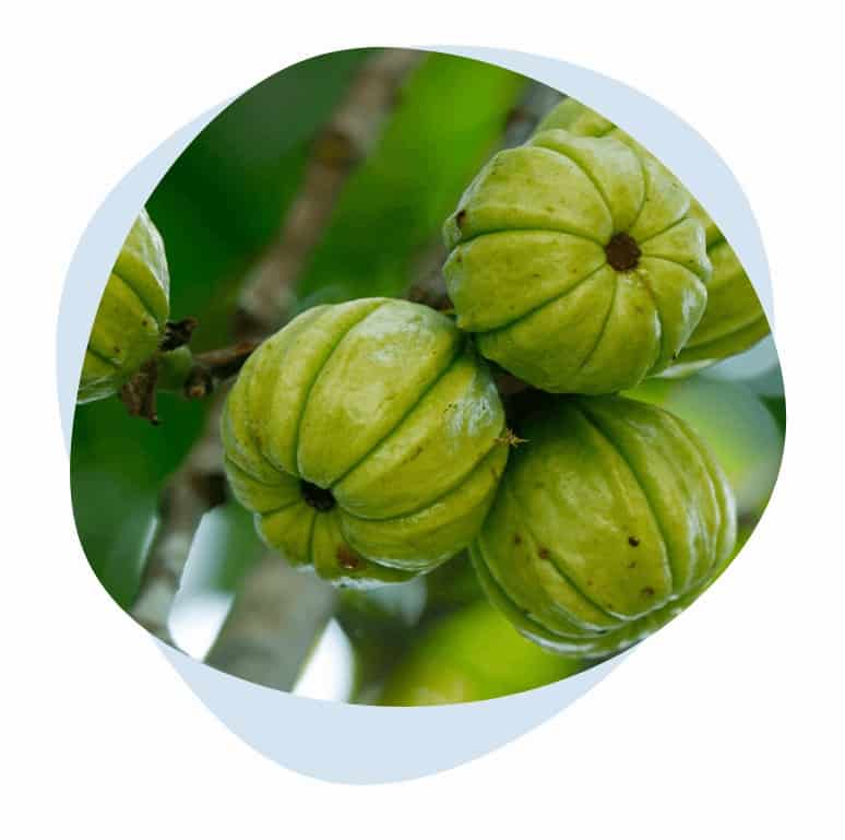 Prima Weight Loss Capsules Ingredient Garcinia Cambogia Extract