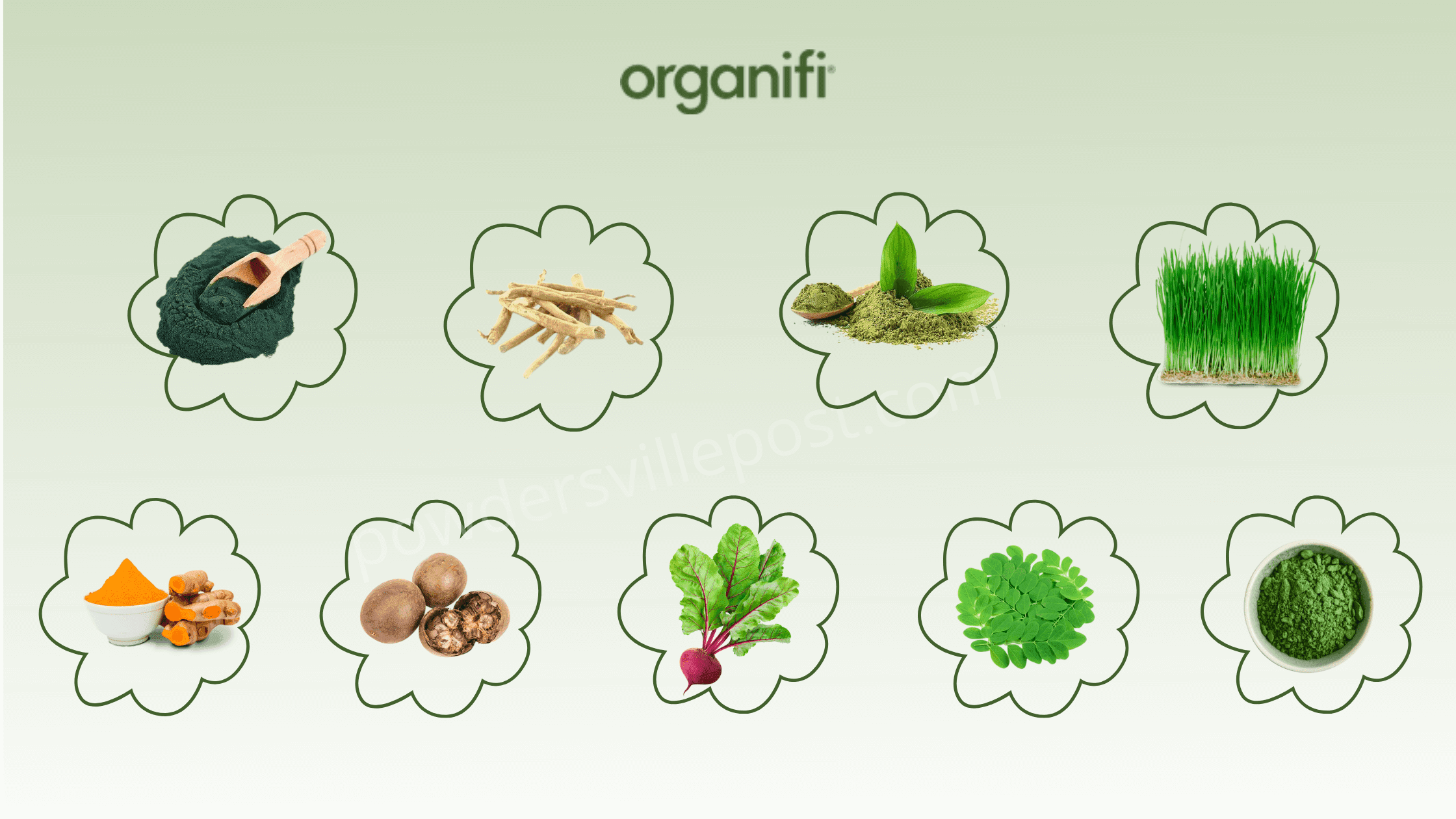 Organifi Green Juice ingredients