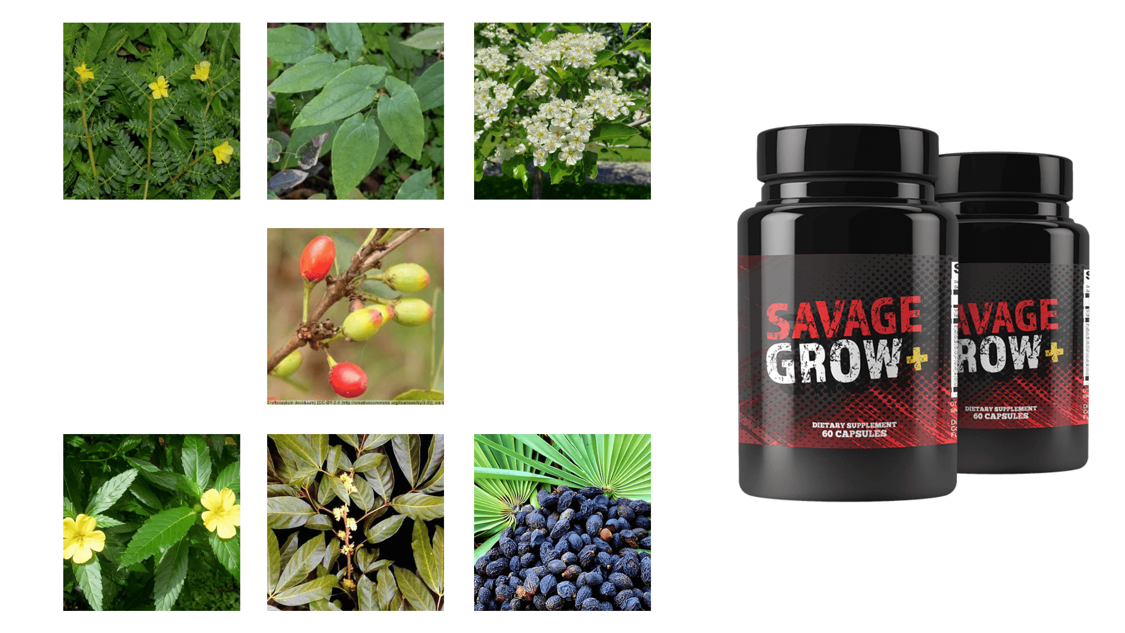 Savage Grow Plus Ingredients
