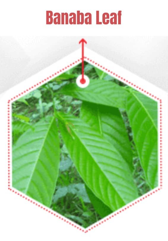 Glucose 1 Ingredient Banaba Leaf