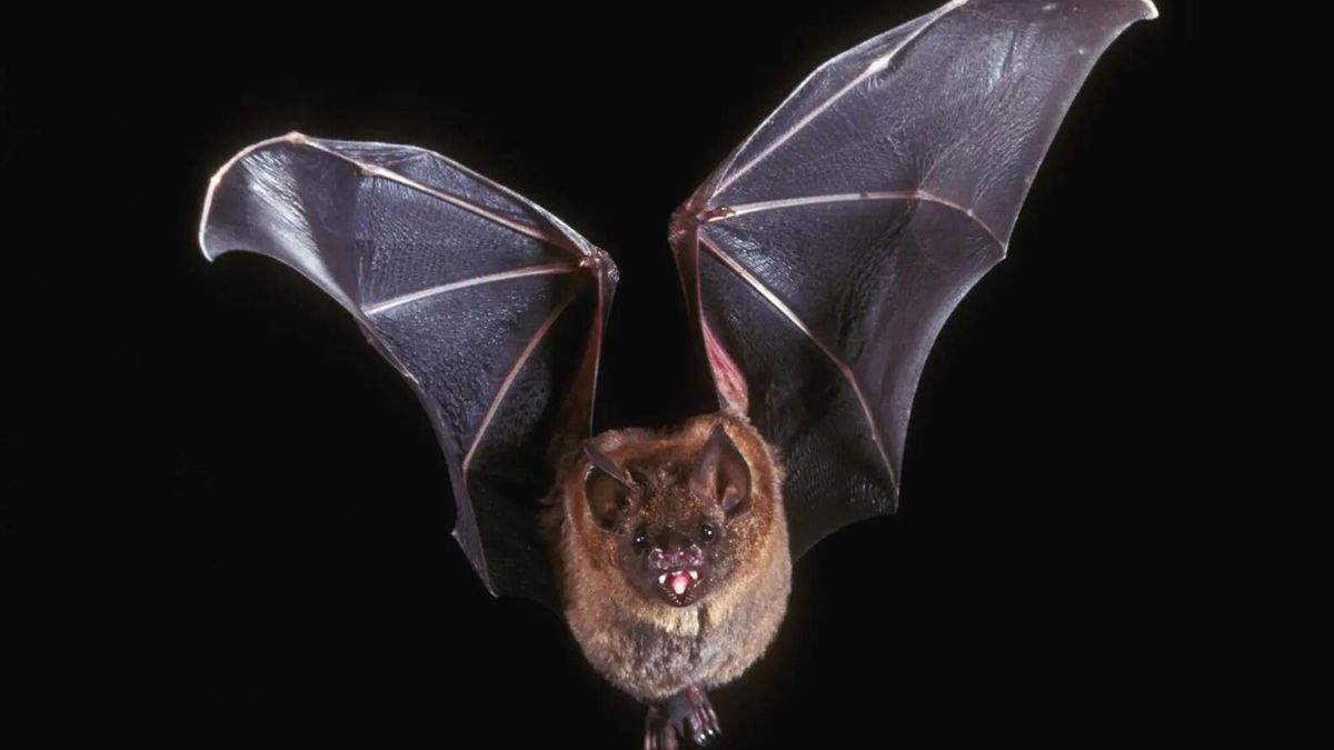 Austin: Bats Can Acquire COVID-19, But Do They Transmit It, Study Reveals!