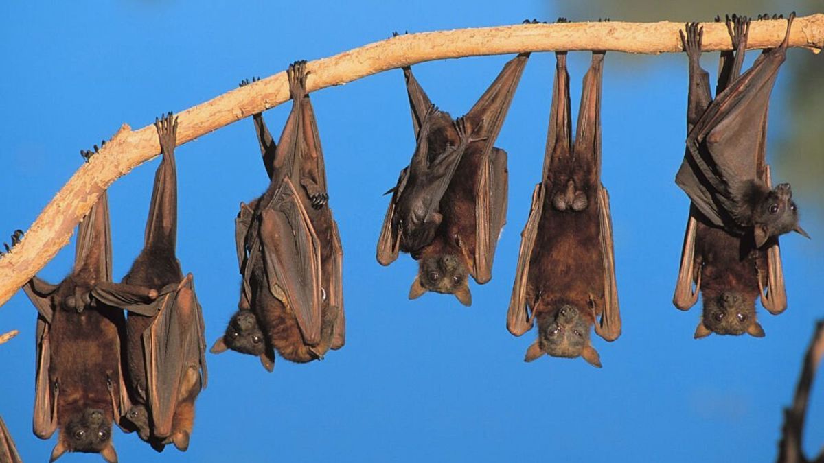 Austin Bats Can Acquire COVID-19, But Do They Transmit It, Study Reveals