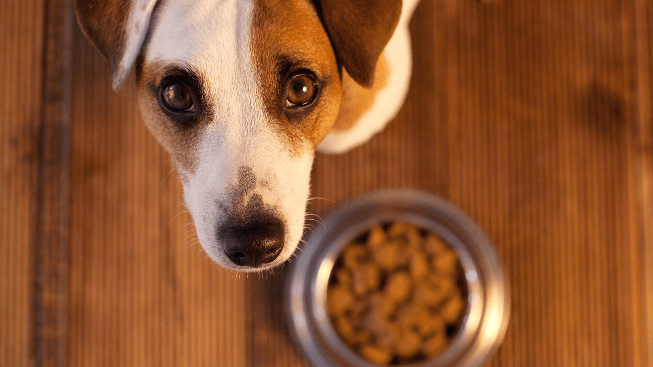 Certain Foods To Pets May Cause Spreading Antibiotic-Resistant Superbugs