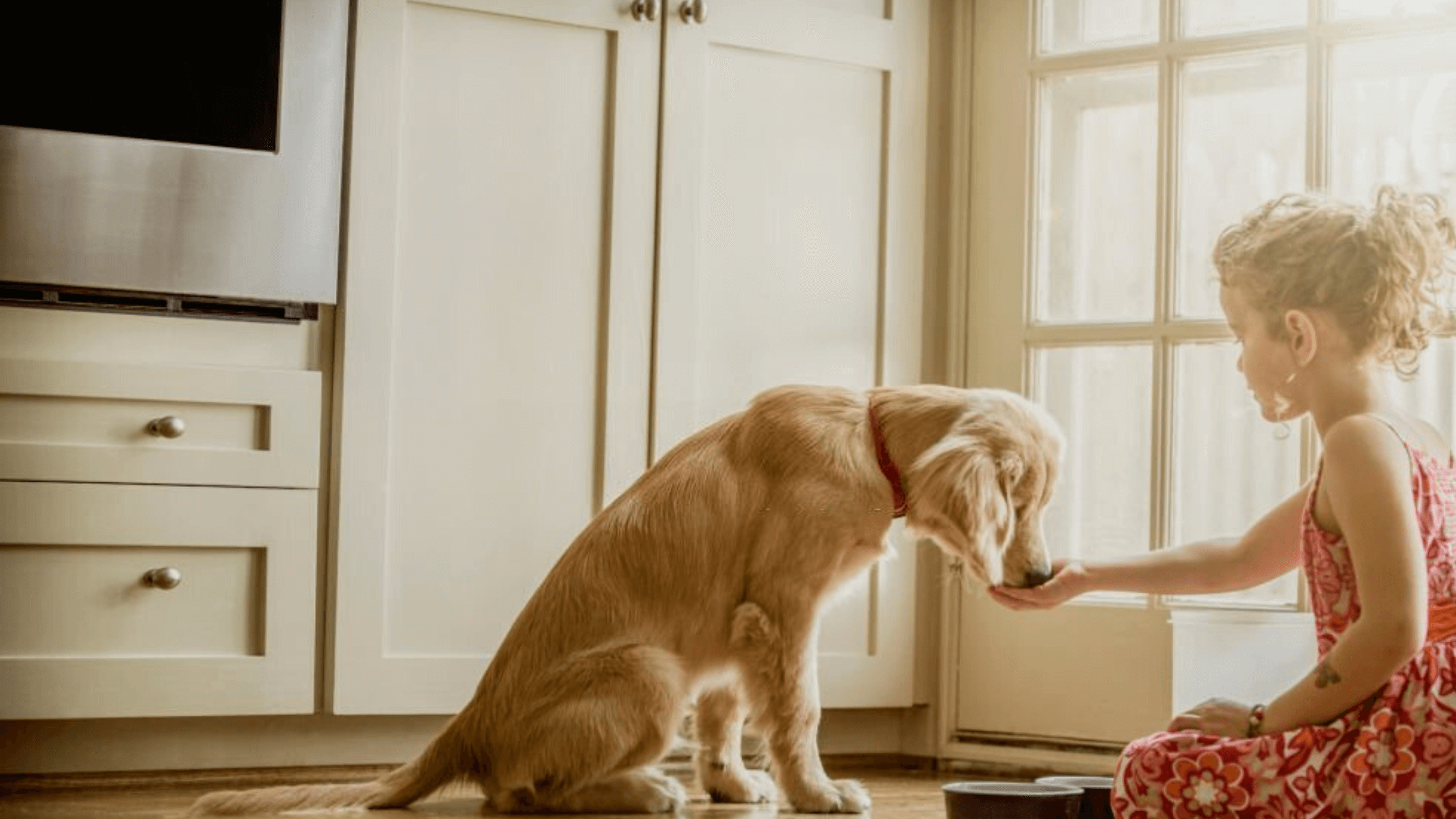 Certain Foods To Pet Dogs May Cause Spreading Antibiotic-Resistant Superbugs