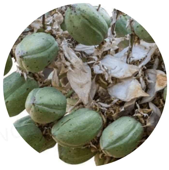 PupLabs Fresh Breathies Ingredient Yucca Schidigera Extract