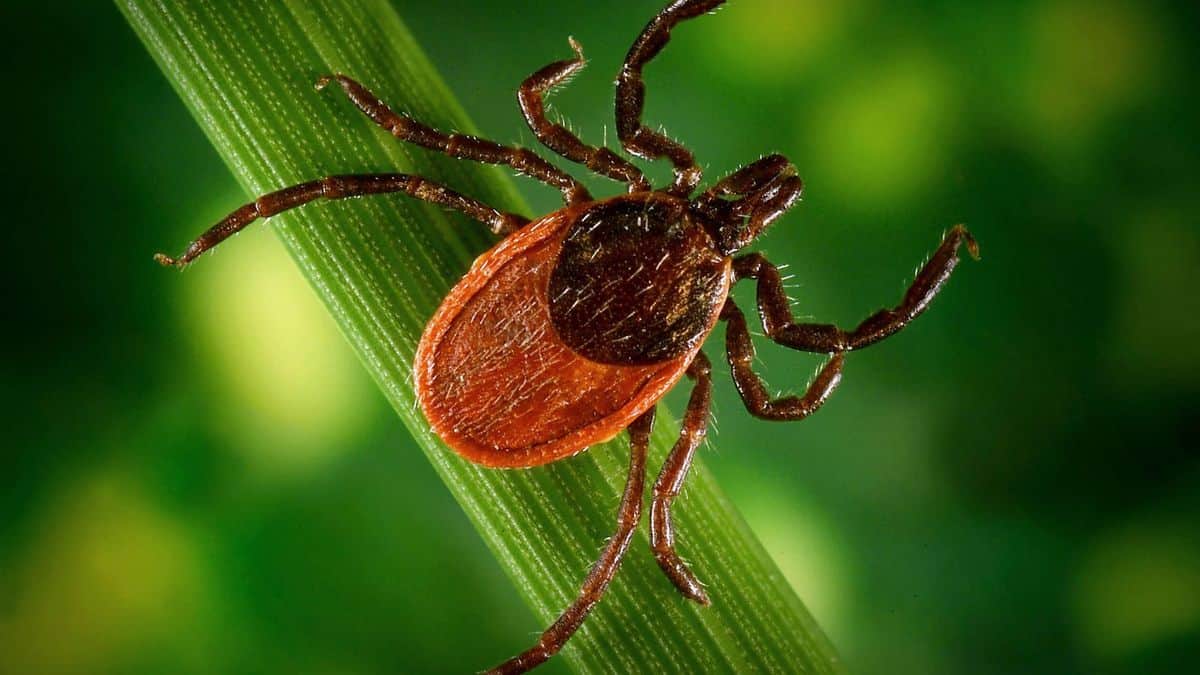 What Ticks Carry Powassan Virus And Who Is Vulnerable