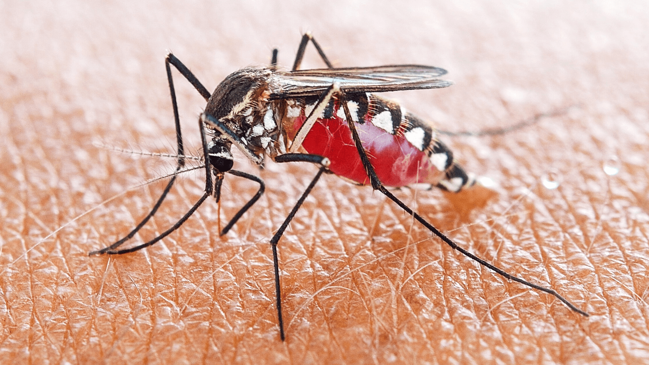 True Facts About Mosquitoes People Doing Wrong
