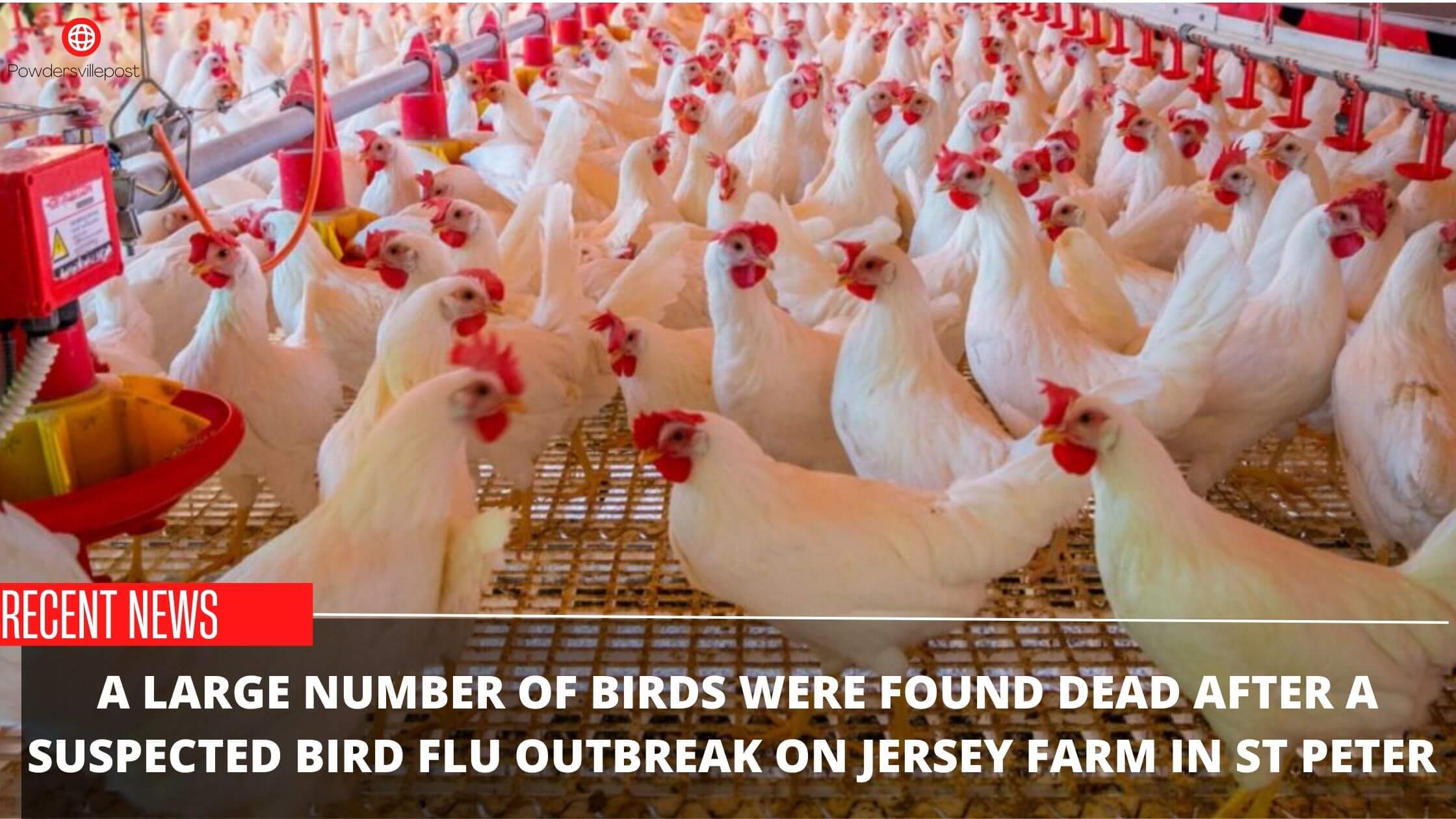 A Large Number Of Birds Were Found Dead After A Suspected Bird Flu Outbreak On Jersey Farm In St Peter