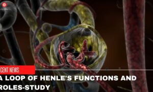 A Loop Of Henle's Functions And Roles-Study