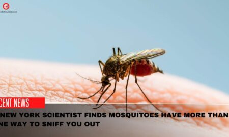 A New York Scientist Finds Mosquitoes Have More Than One Way To Sniff You Out