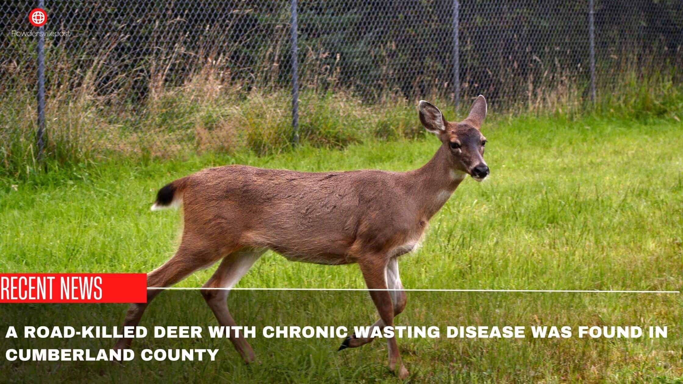A Road-Killed Deer With Chronic Wasting Disease Was Found In Cumberland County