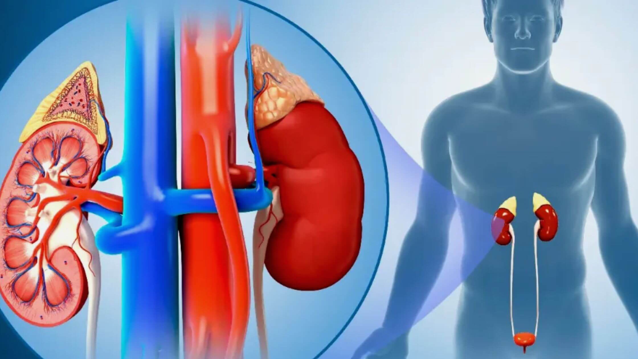 Dehydration Preventing Hormone Associated With Worsening Of Kidney Diseases
