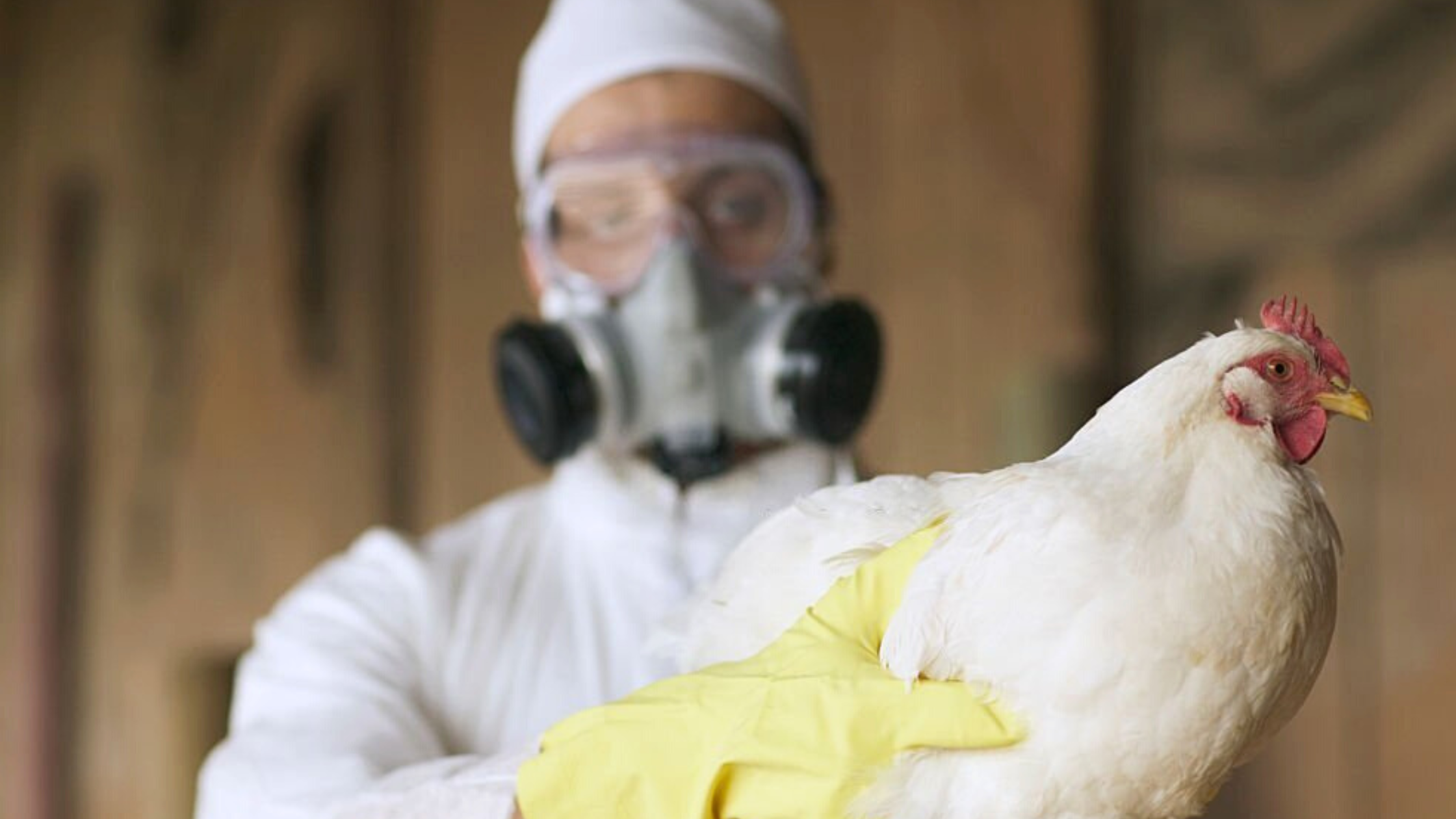 Avian Influenza Alberta Poultry Spotted Another Case