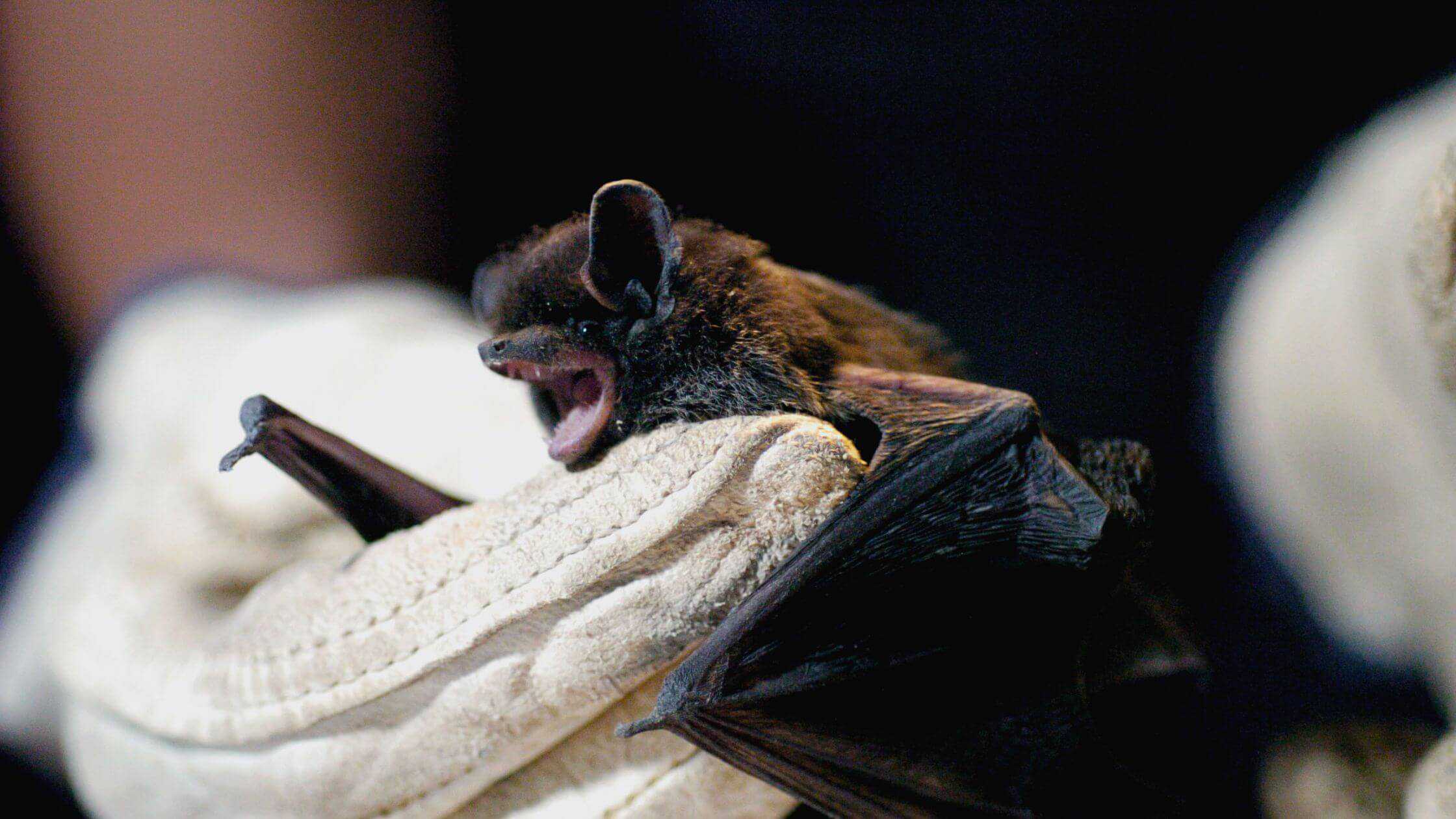 One Of The Three Bats In Thurston County  Has Tested Positive For Rabies