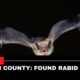 Bingham County Found Rabid In Bats-Report
