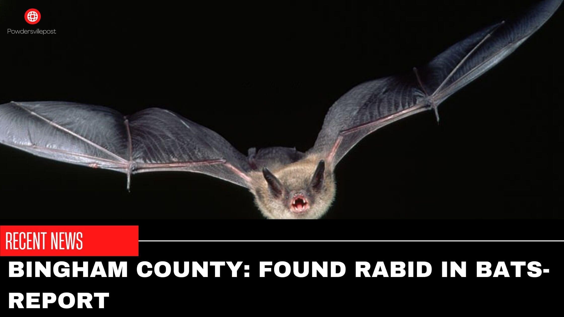 Bingham County Found Rabid In Bats-Report