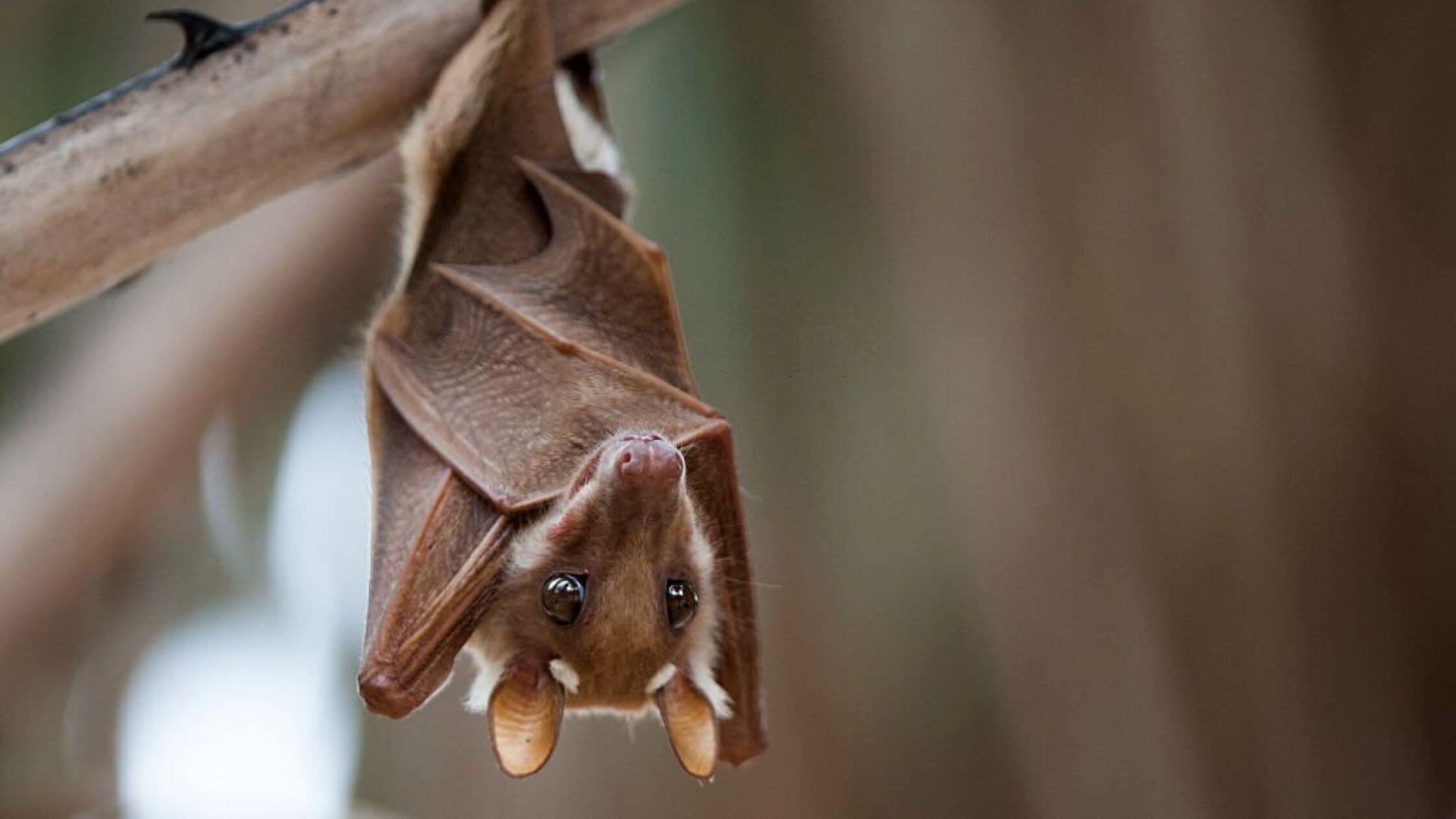 Bingham County Found Rabid In Bats