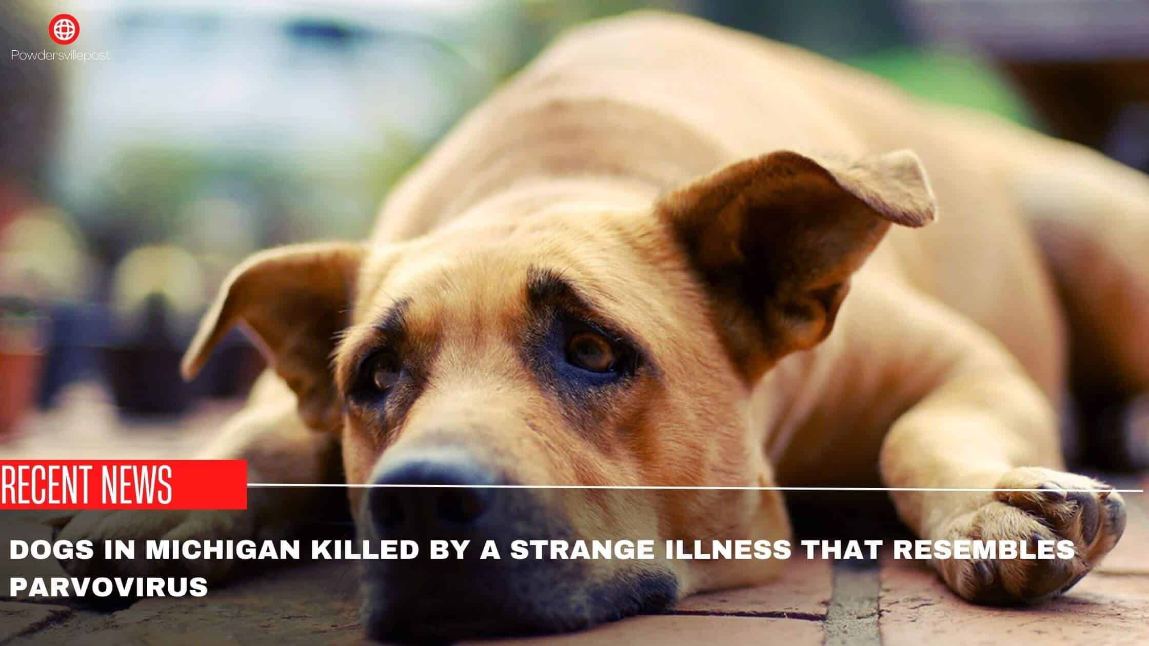 Dogs In Michigan Killed By A Strange Illness That Resembles Parvovirus
