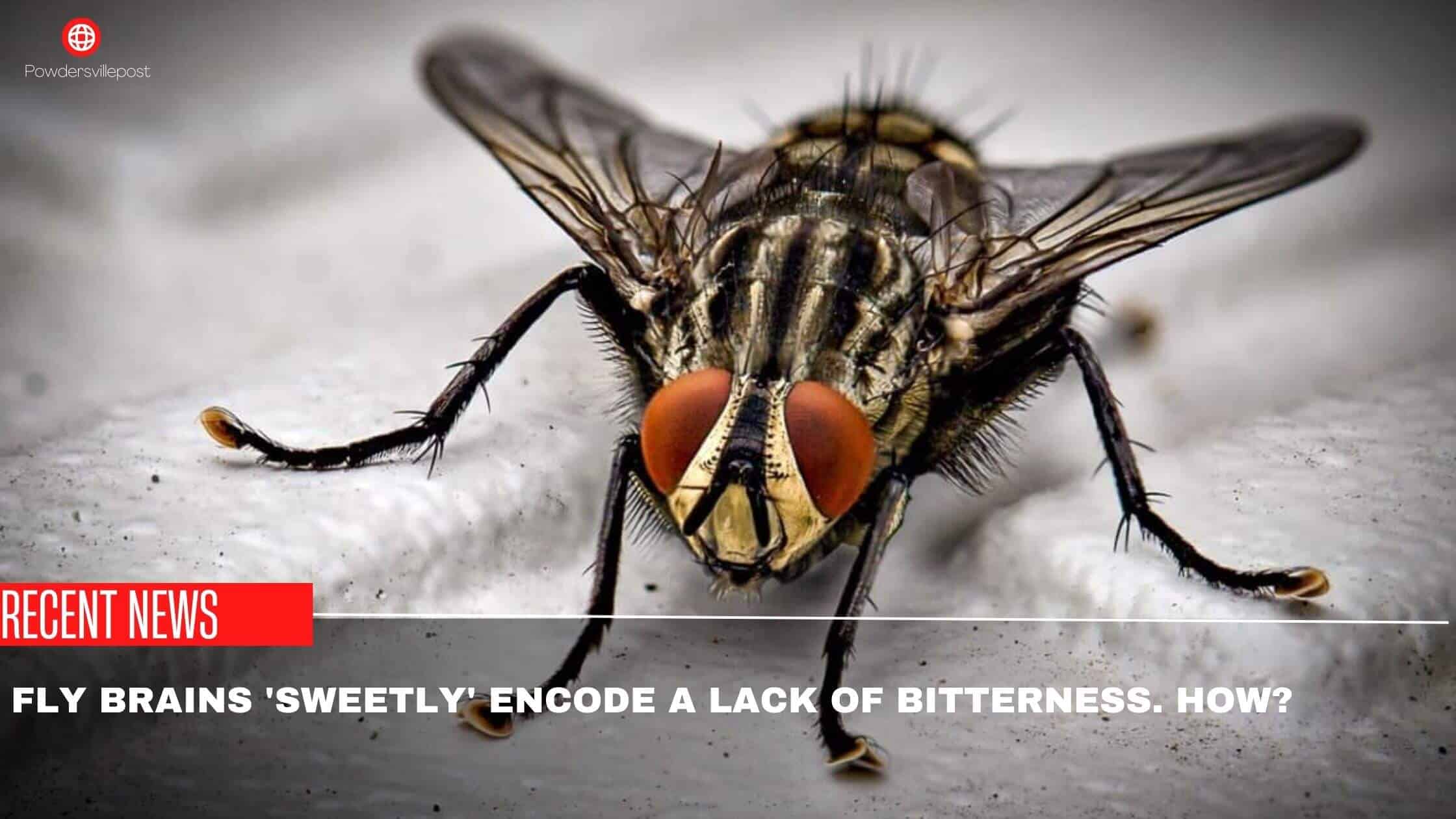 Fly Brains 'Sweetly' Encode A Lack Of Bitterness. How