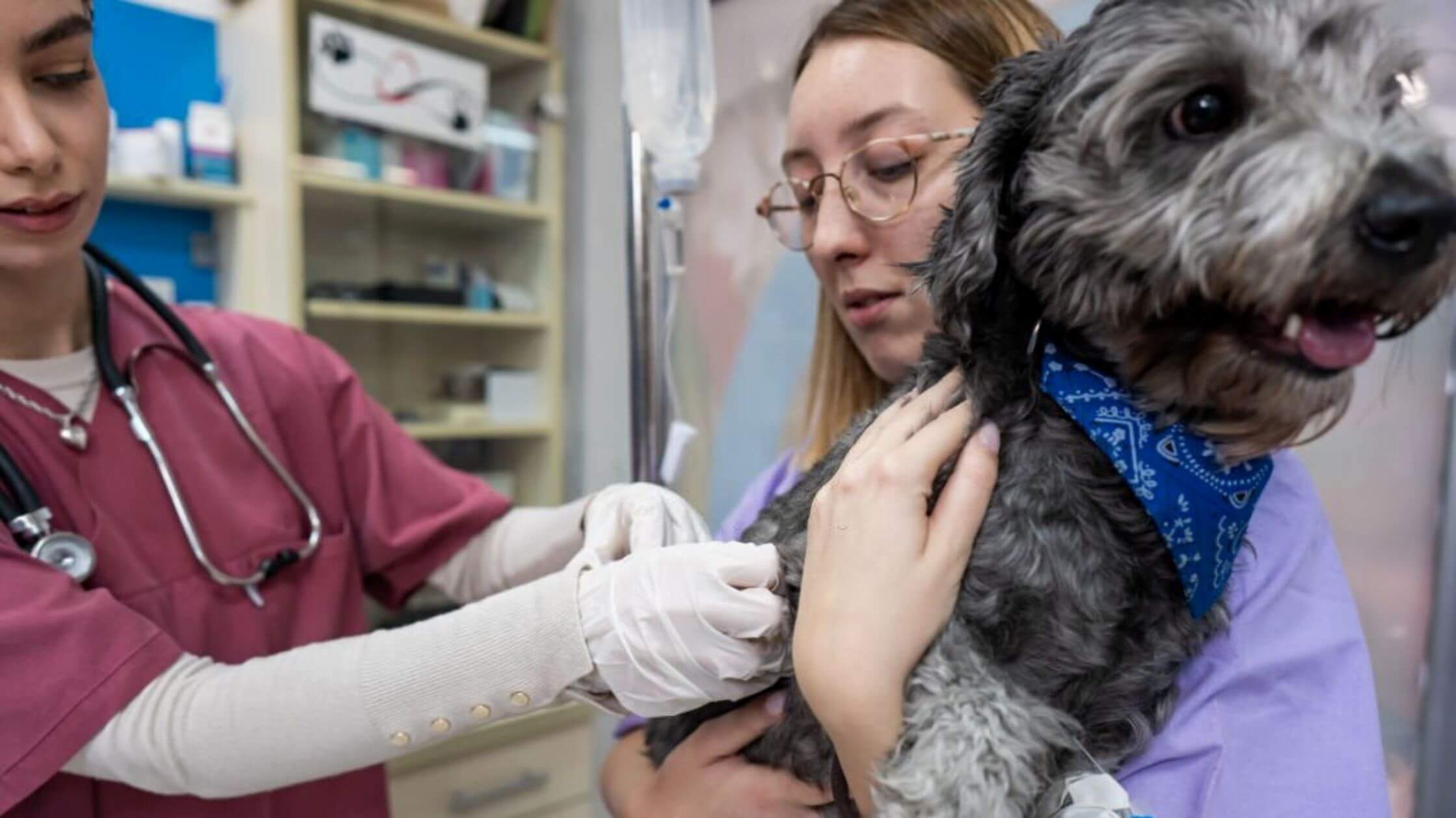 Greenville, Spartanburg Dangerous Rise In Dog Flu Infection