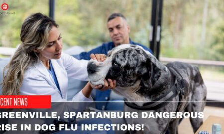 Greenville, Spartanburg Dangerous Rise In Dog Flu Infections