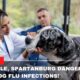 Greenville, Spartanburg Dangerous Rise In Dog Flu Infections