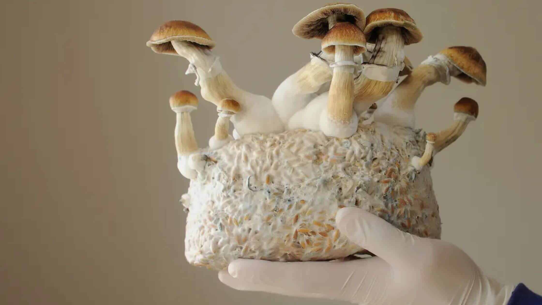 Heavy Drinkers Who Use Magic Mushrooms May Find It Easier To Stopl