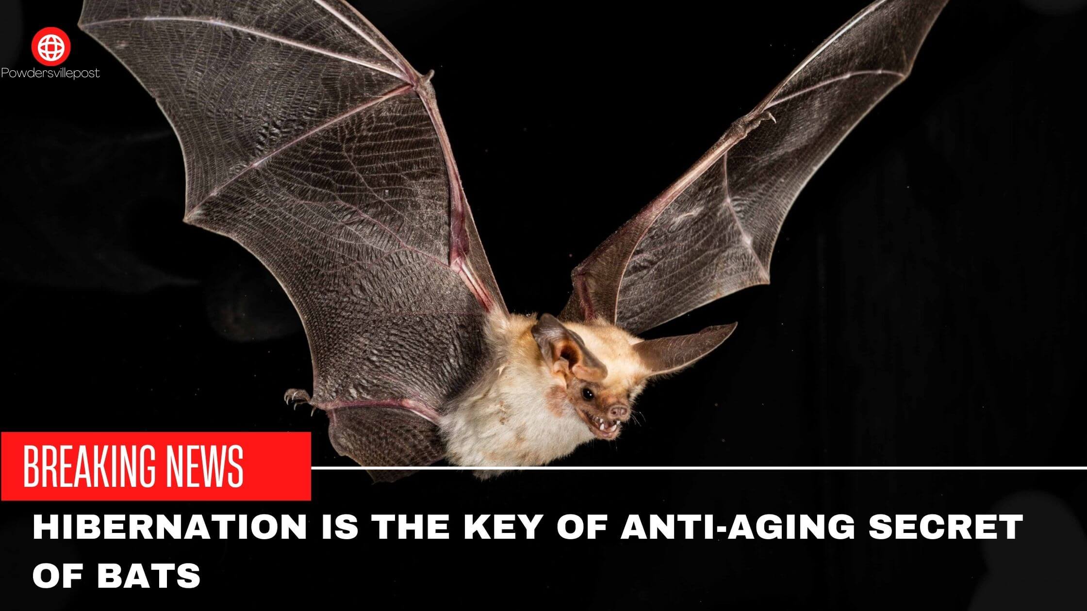 Hibernation Is The Key Of Anti-Aging Secret of Bats
