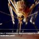 How A Genetically Engineered Whole-Parasite Vaccine Can Protect You From Malaria