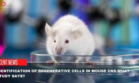 Identification Of Regenerative Cells In Mouse CNS-What Study Says