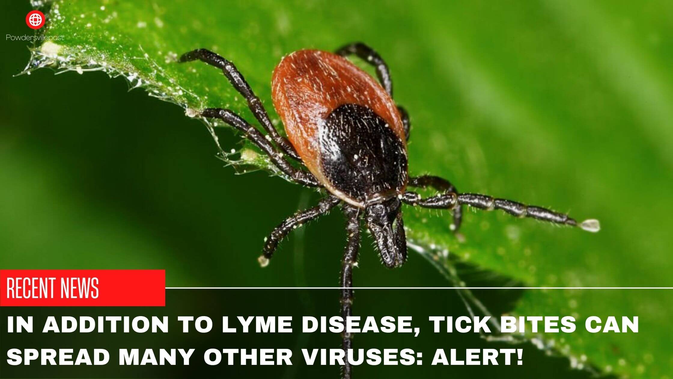 In Addition To Lyme Disease, Tick Bites Can Spread Many Other Viruses Alert
