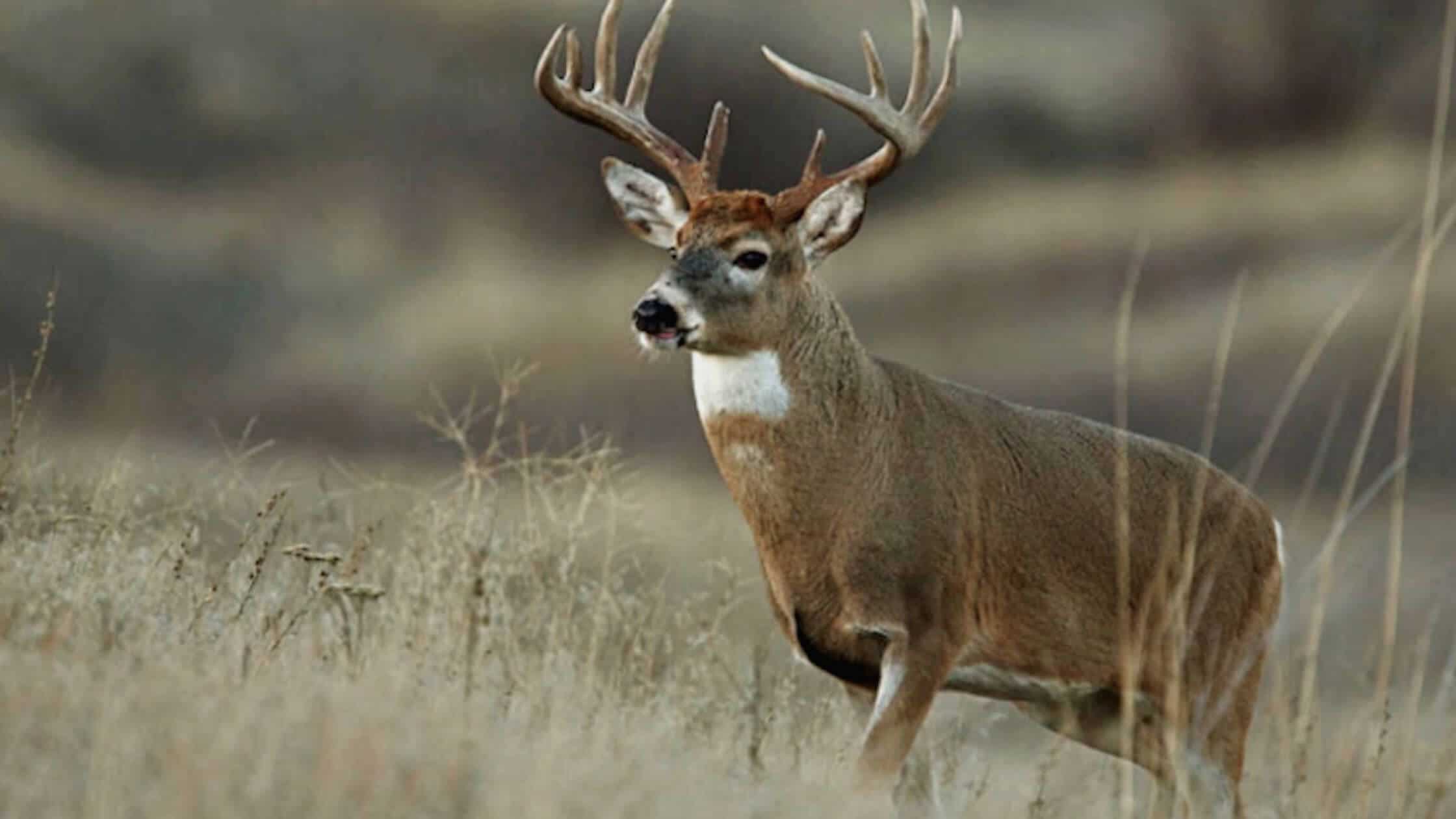 A Road-Killed Deer With Chronic Wasting Disease Was Found In Cumberland County