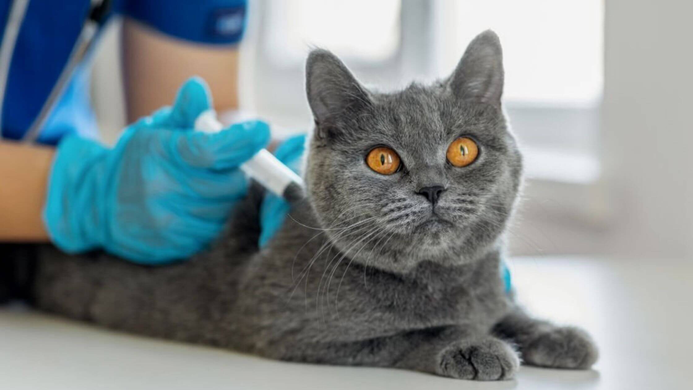 IndyHumane Offers Free Lifelong Core Animal Vaccines Types