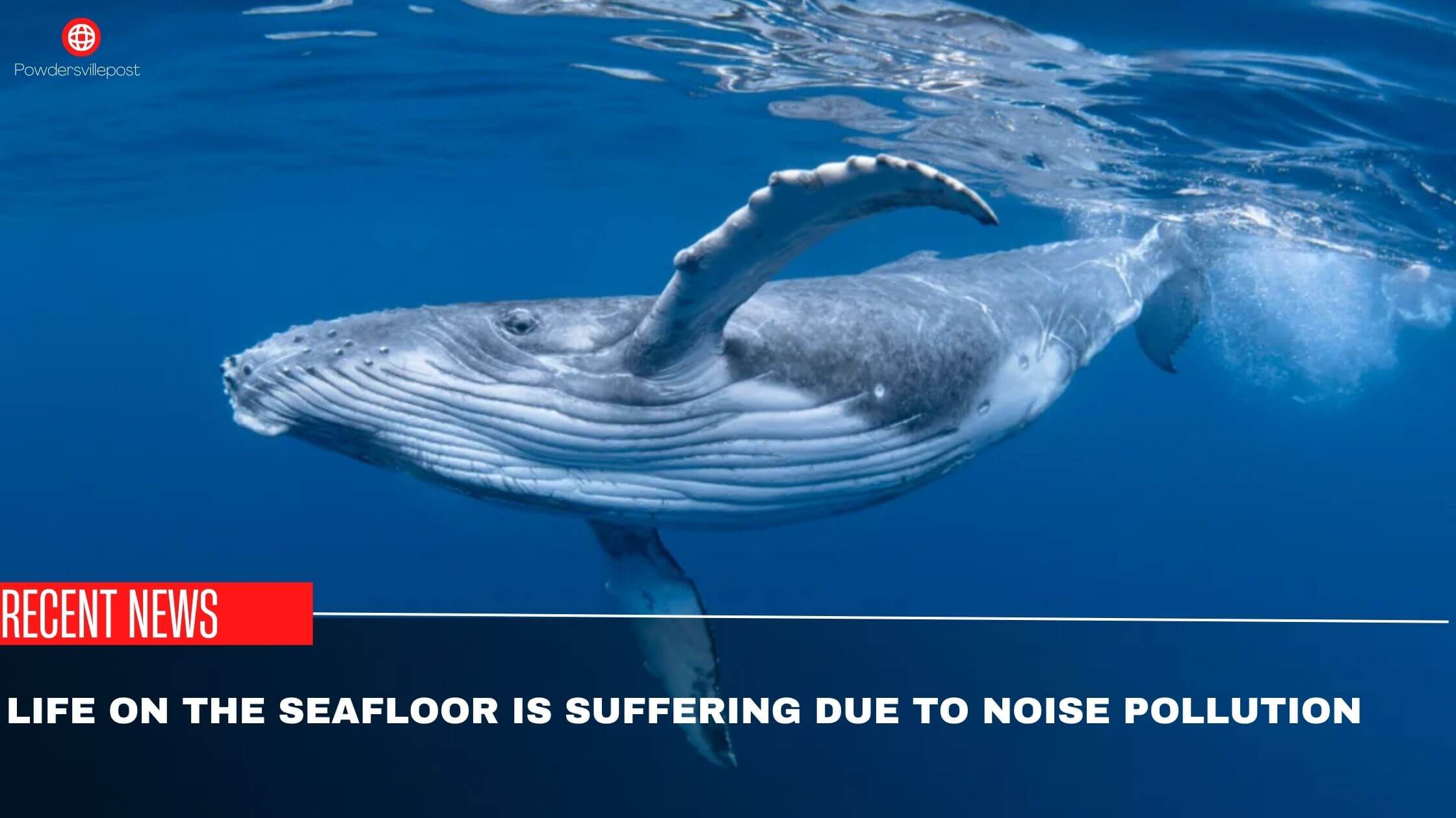 Life On The Seafloor Is Suffering Due To Noise Pollution