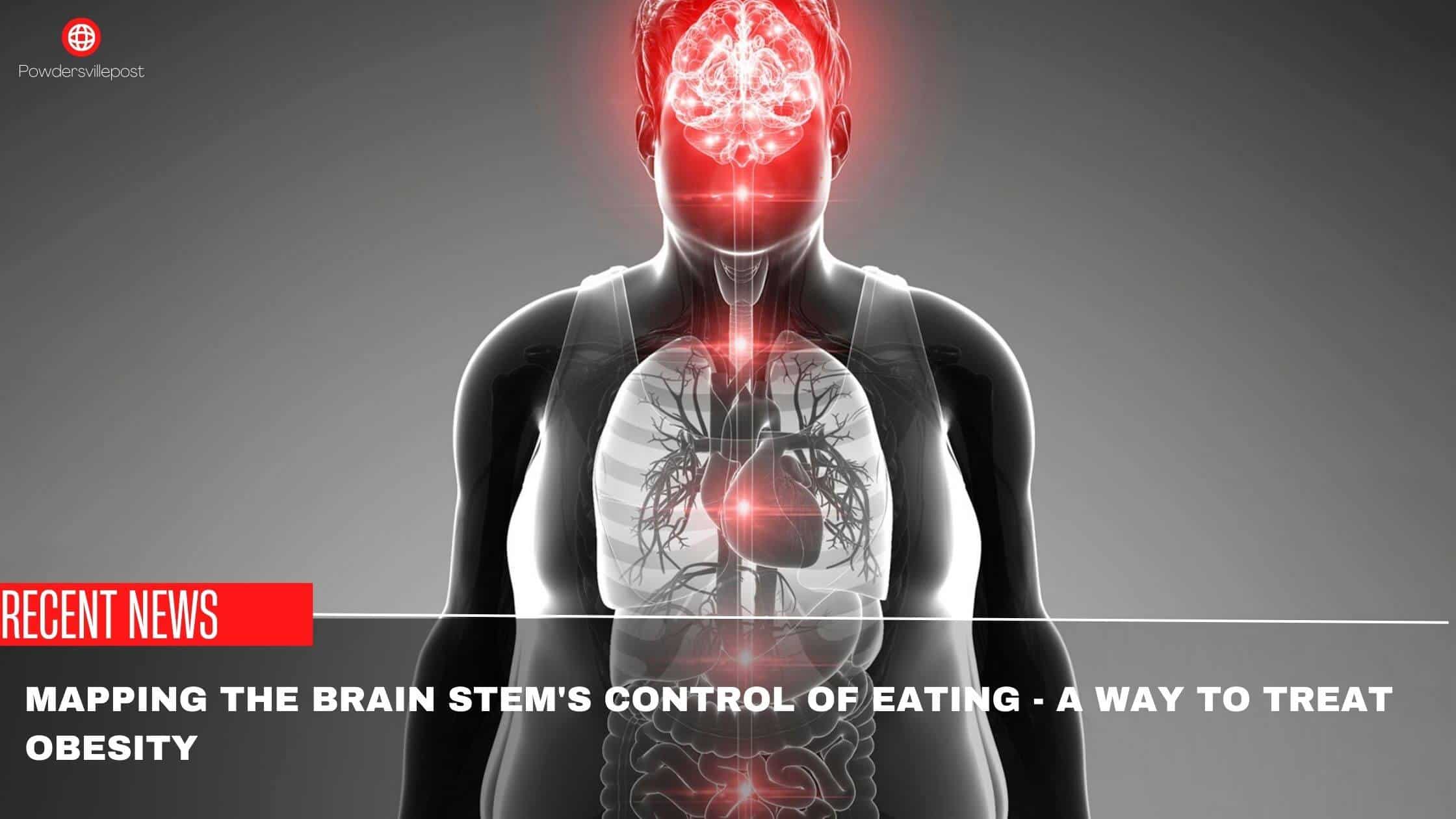 Mapping The Brain Stem's Control Of Eating - A Way To Treat Obesity
