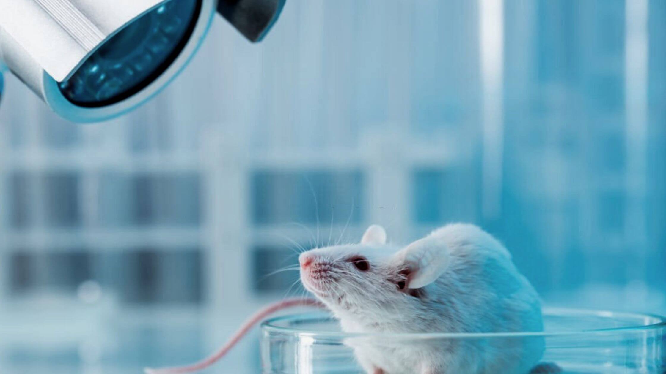 Mice Are Protected From Sudden Death Caused By Ruptured Blood Vessels